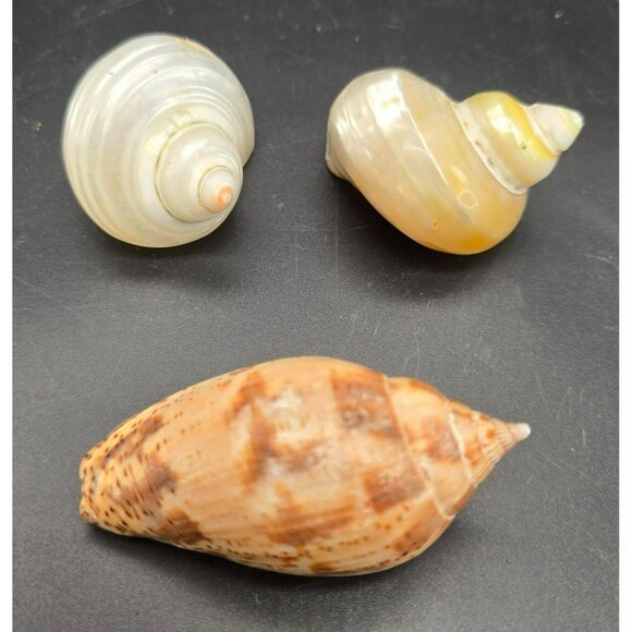 Natural Seashells Snail Hermit Crab Spiral Shells & Volute Cymbiola DH1363 - Picture 4 of 8